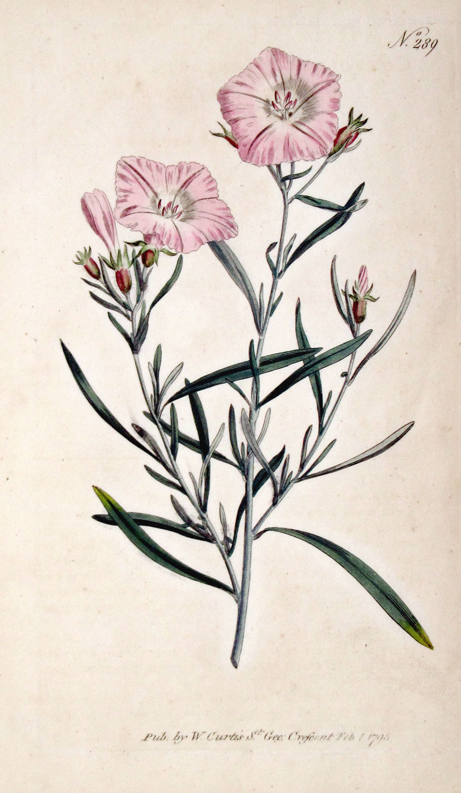 Curtis Botanical Engraving - 1795 - Convolvulus