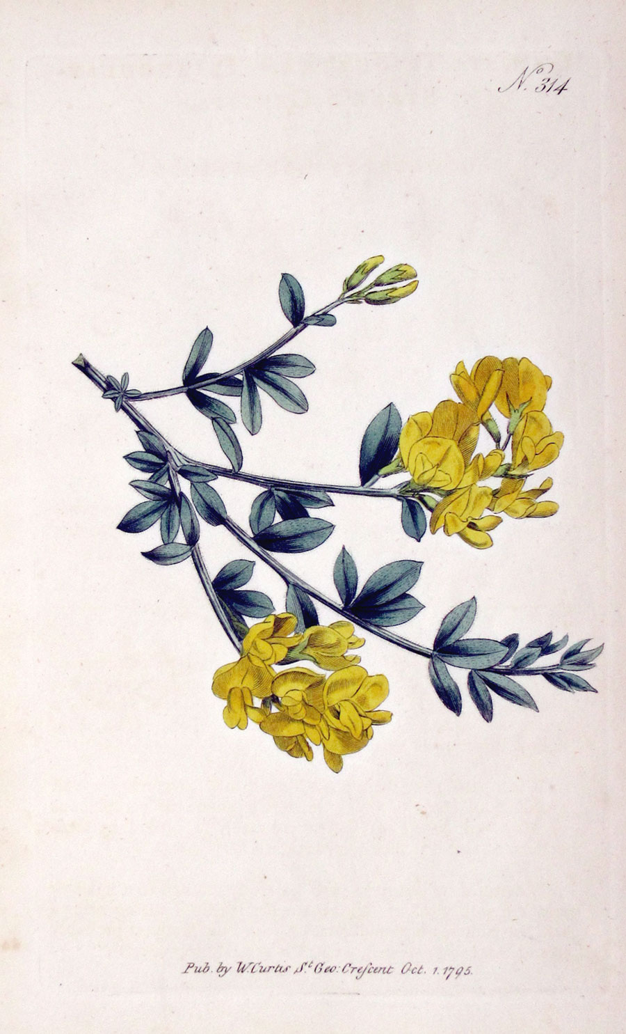 Curtis Botanical Engraving - 1795 - Genista