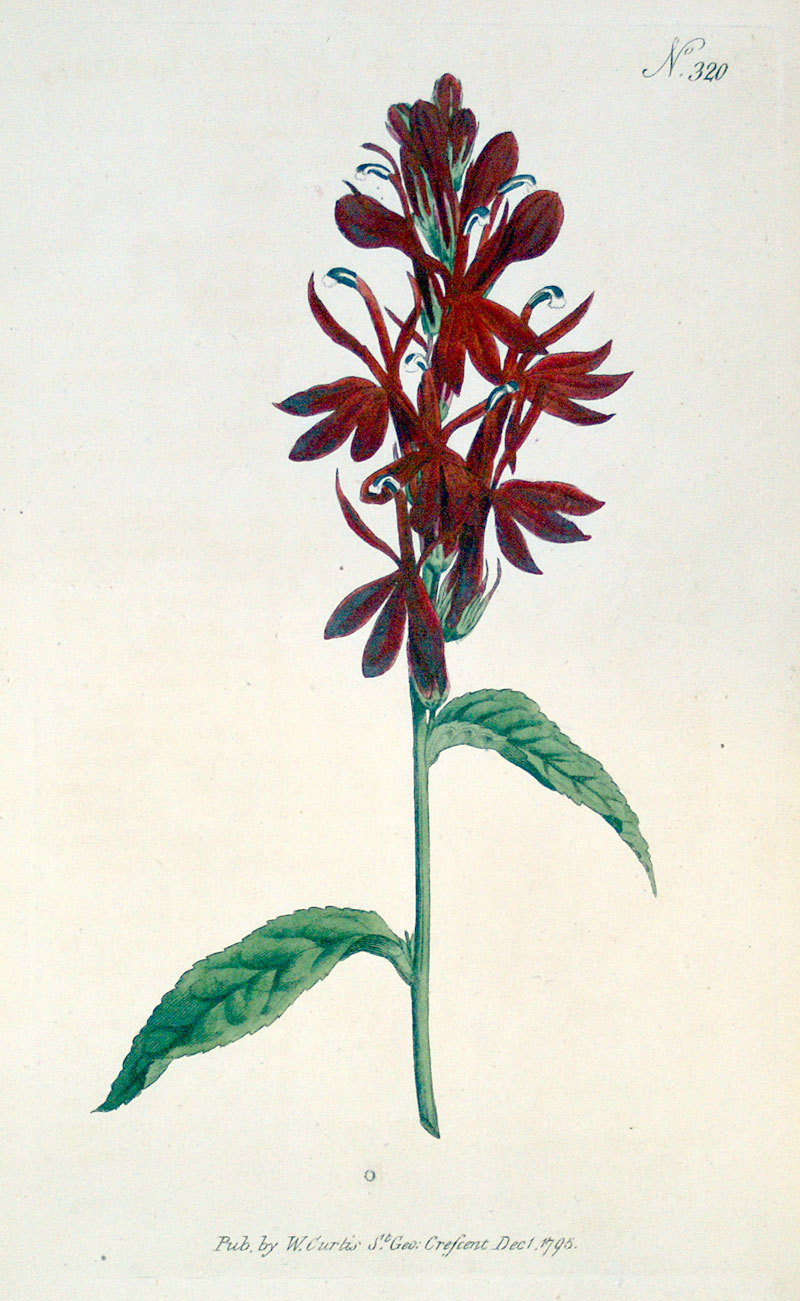 Curtis Botanical Engraving - 1795 - Cardinal Flower
