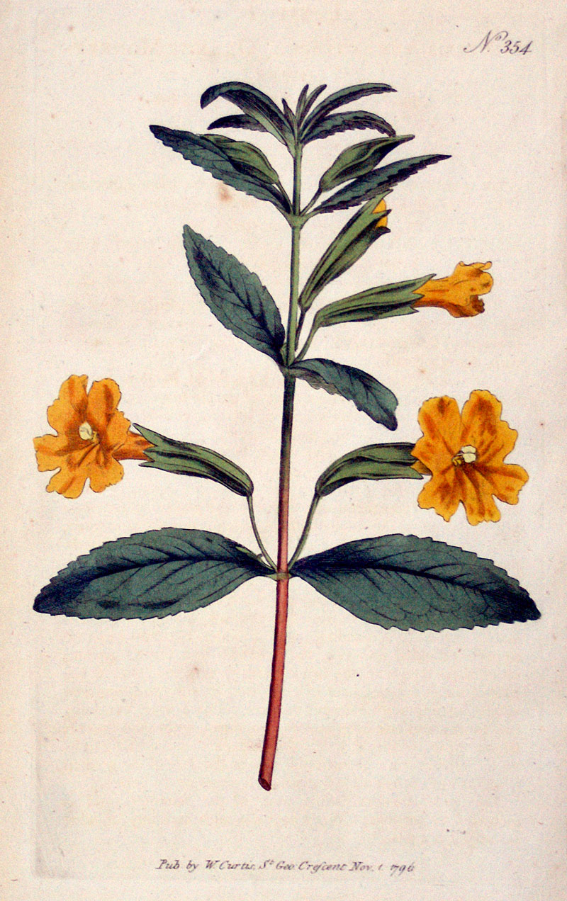 Curtis Botanical Engraving - 1796 - Monkey Flower - American
