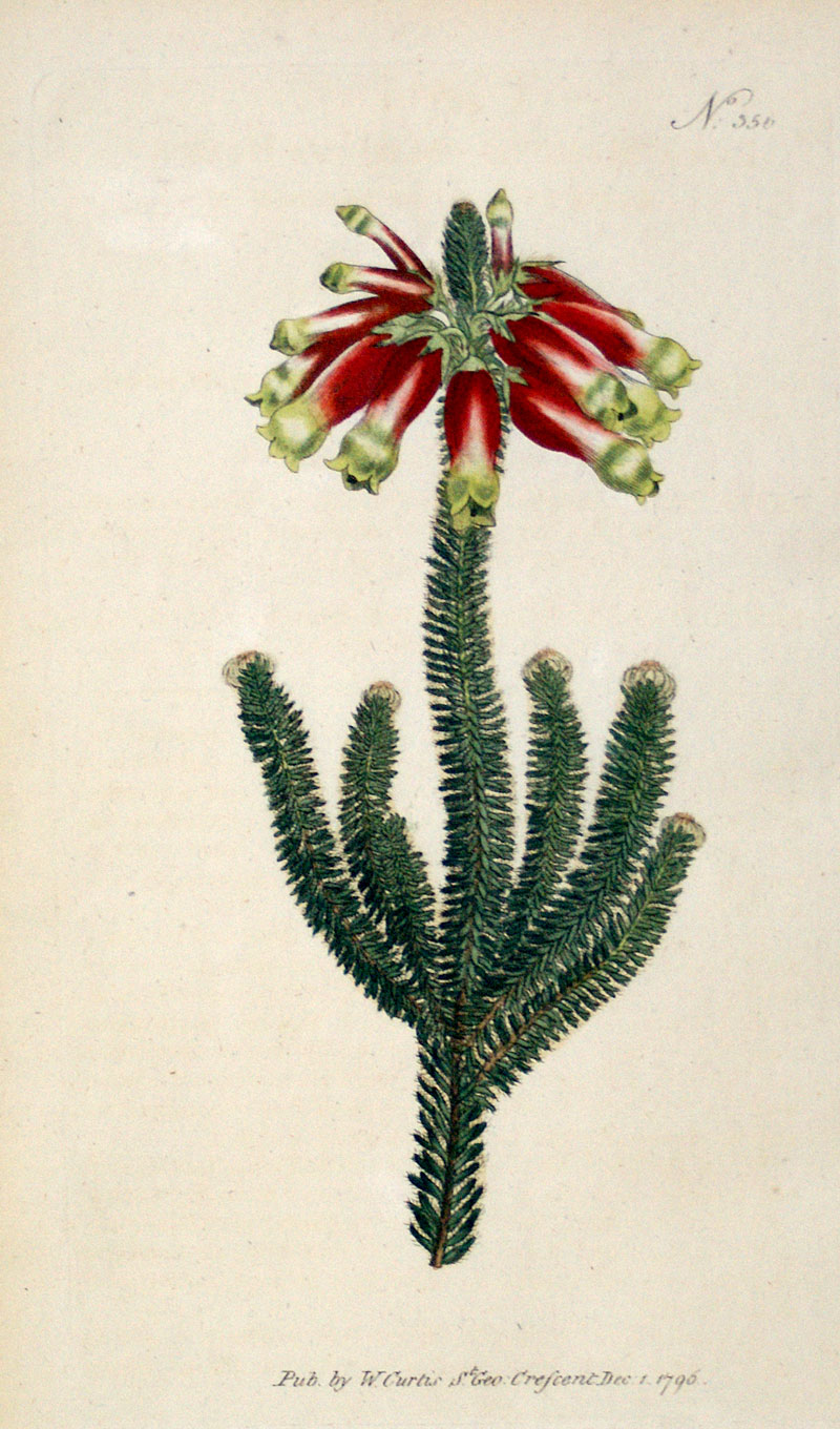 Curtis Botanical Engraving - 1796 - Masson's Heath