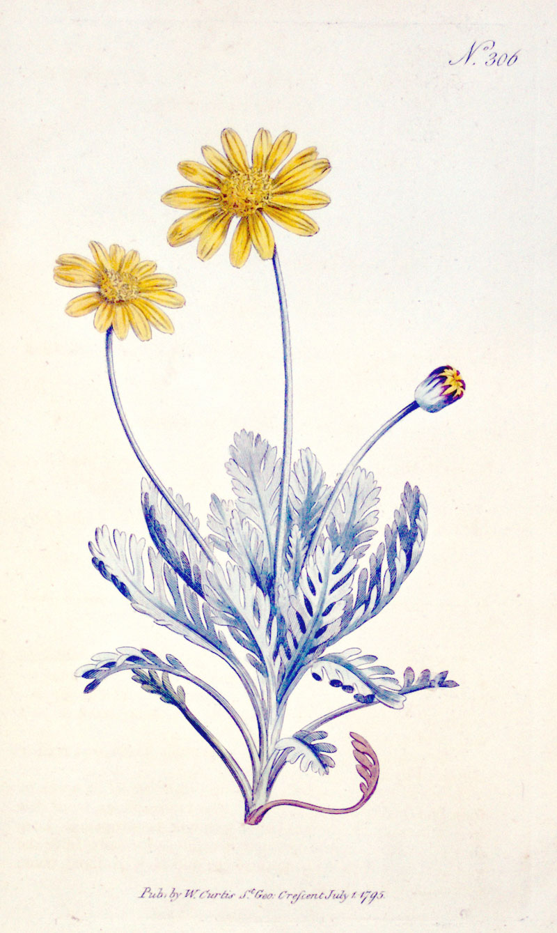 Curtis Botanical Engraving - 1795 - Ragwort