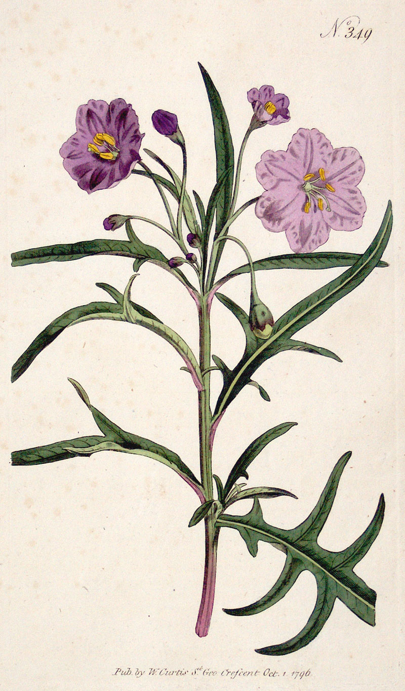 Curtis Botanical Engraving - 1796 - Kangaroo Apple