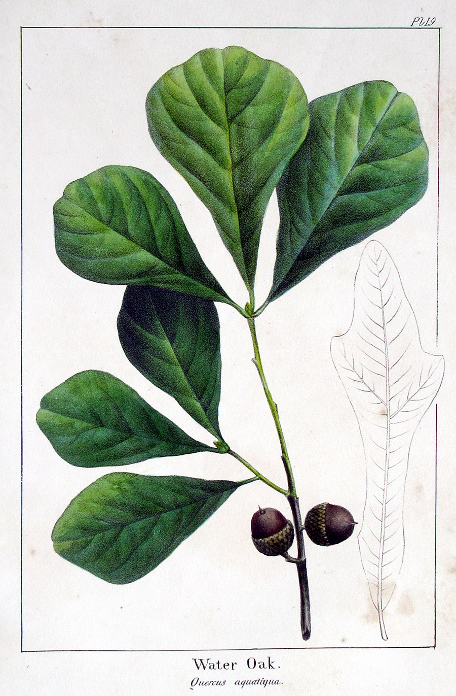 American Tree Leaves - 1857 - Michaux - Water Oak