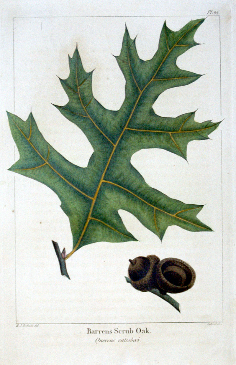 American Tree Leaves - 1857 - Michaux - Barrens Scrub Oak