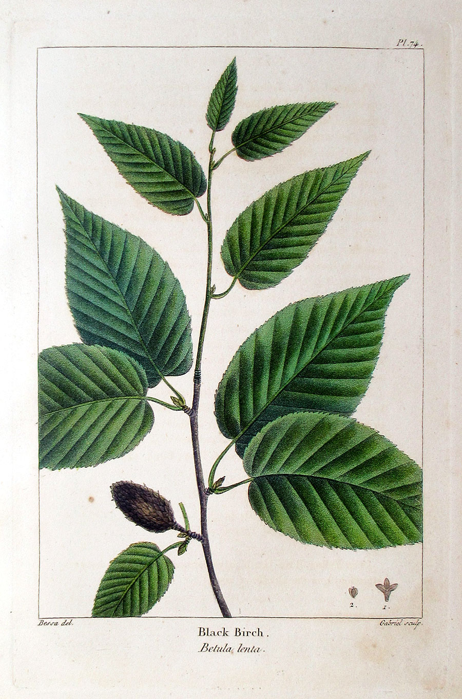 American Tree Leaves - 1857 - Michaux - Black Birch