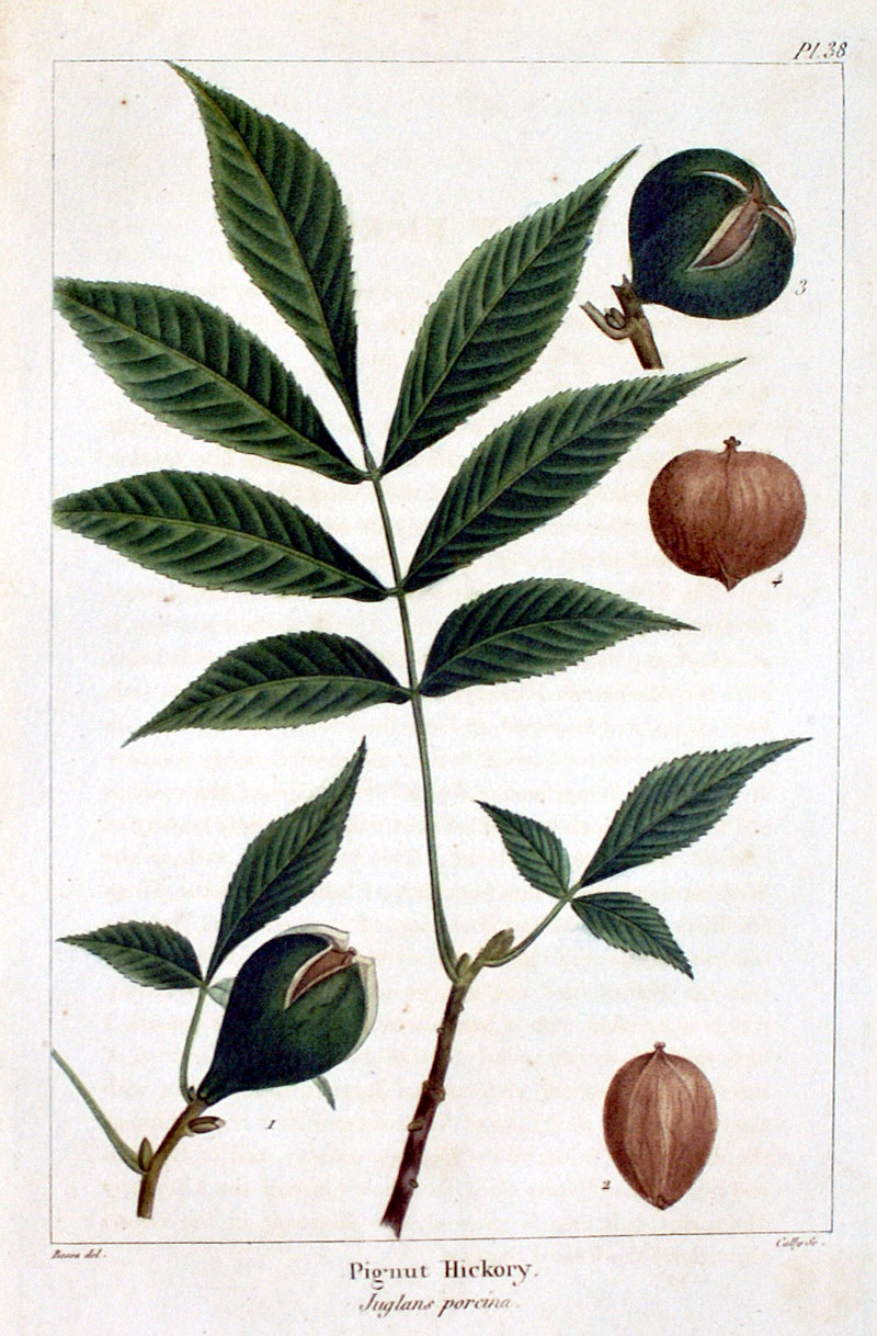 American Tree Leaves - 1857 - Michaux - Pignut Hickory