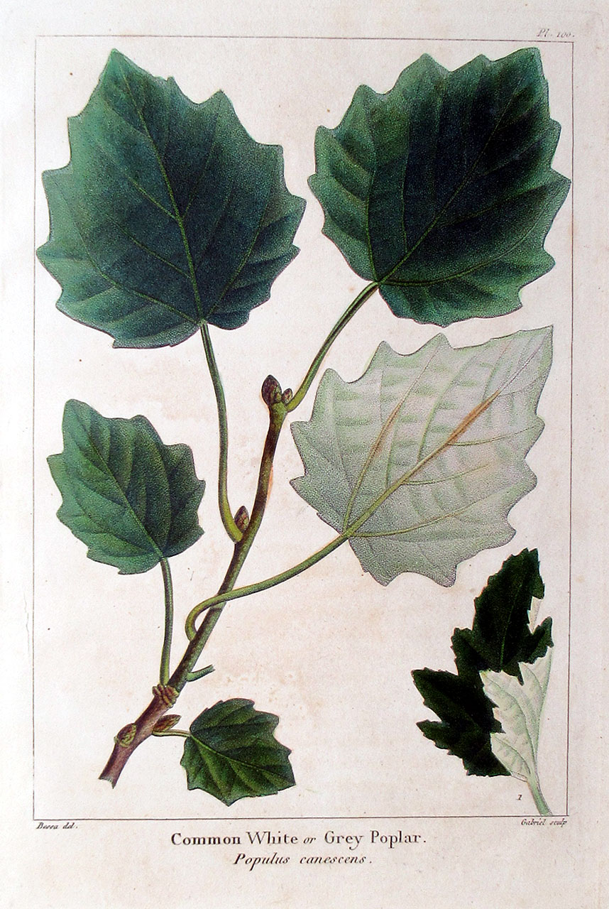 American Tree Leaves - 1857 - Michaux - White/Grey Poplar