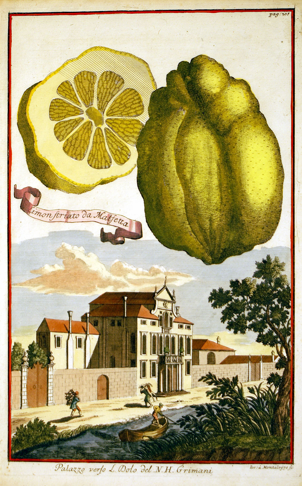 Citrus c 1708 by Johann Christoph Volckamer