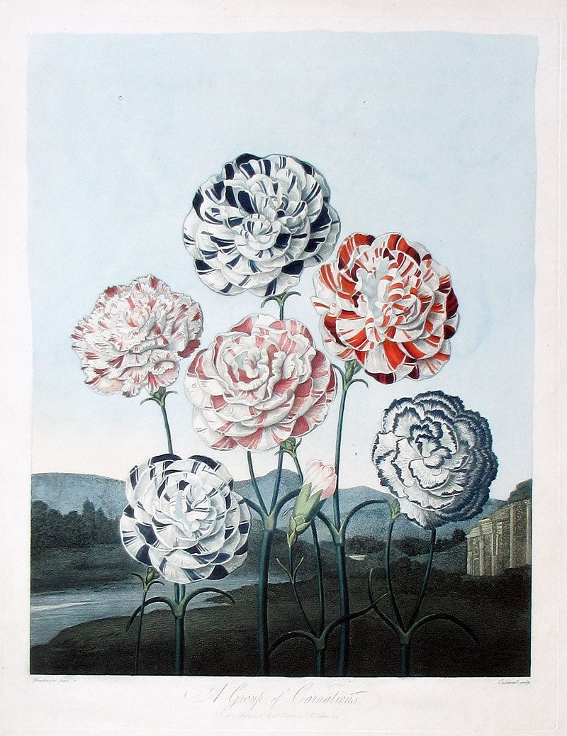 CARNATIONS - Thornton's Temple of Flora, Lg FOLIO  c 1799 - 1807