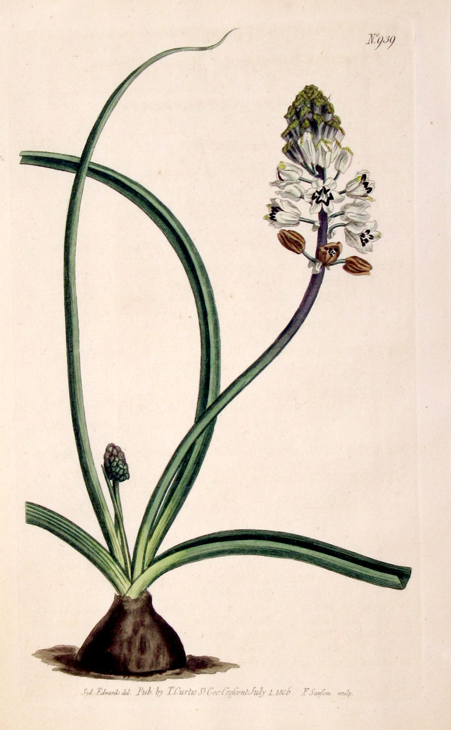 Curtis Botanical Engraving - 1806 - Hyacinth