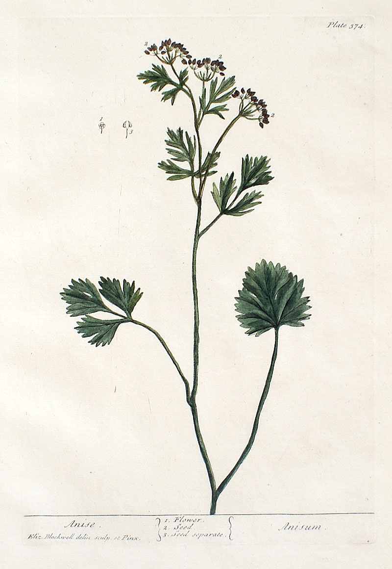 Elizabeth Blackwell - 1739 First Edition - Anise