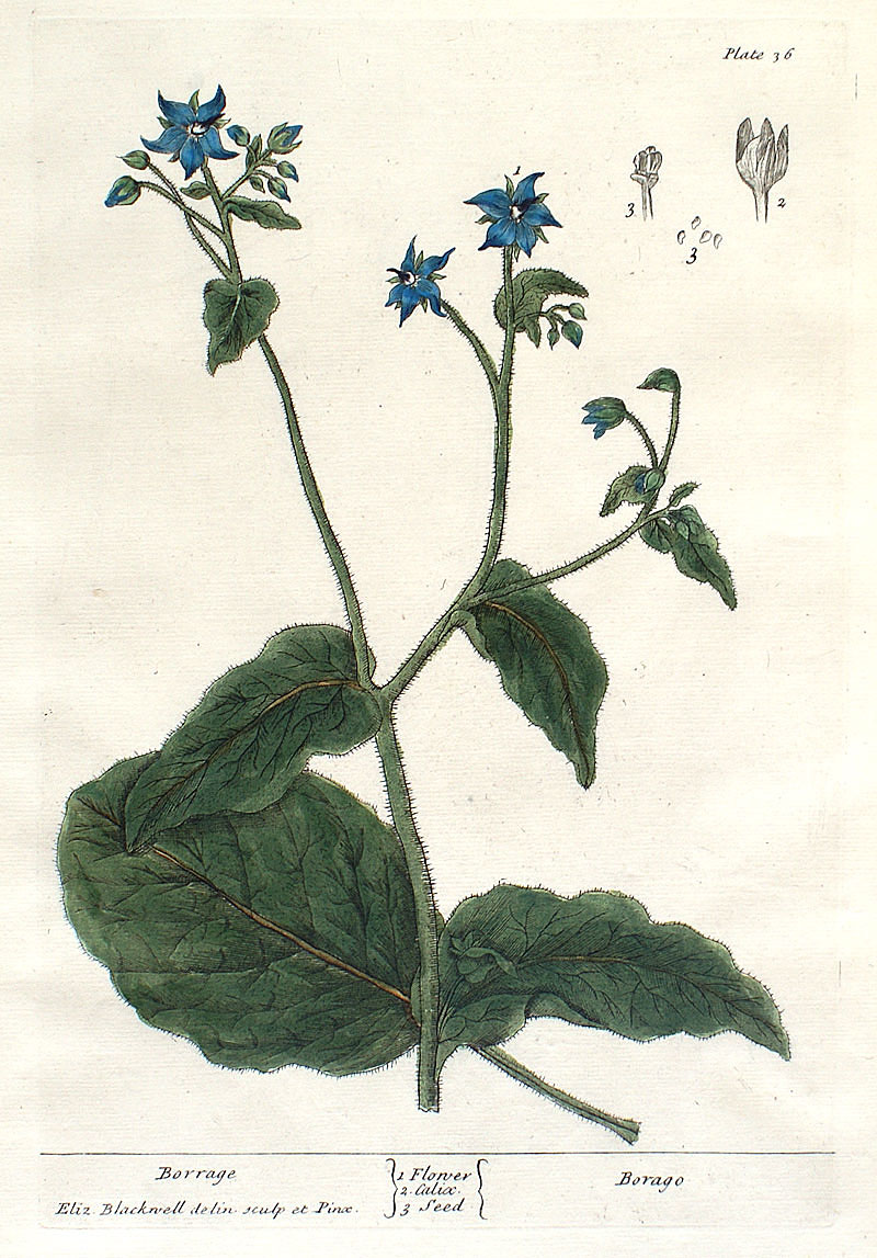 Elizabeth Blackwell - 1739 First Edition - Borage