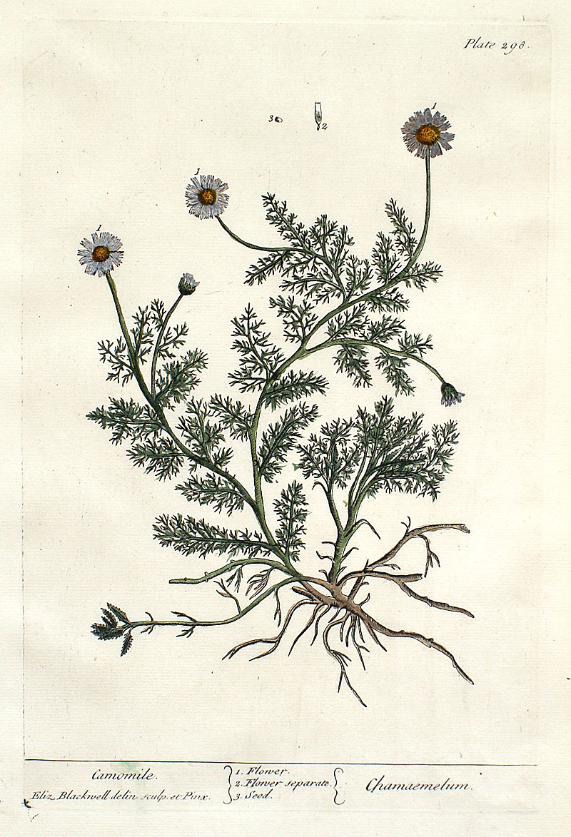 Elizabeth Blackwell - 1739 First Edition - Chamomile