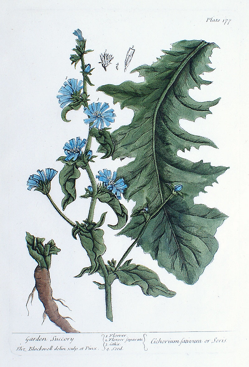 Elizabeth Blackwell - 1739 First Edition - Garden Succory