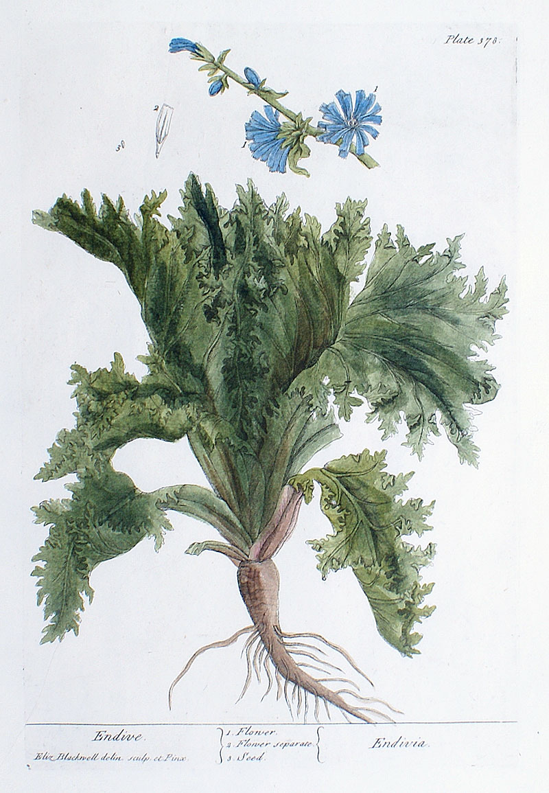 Elizabeth Blackwell - 1739 First Edition - Endive