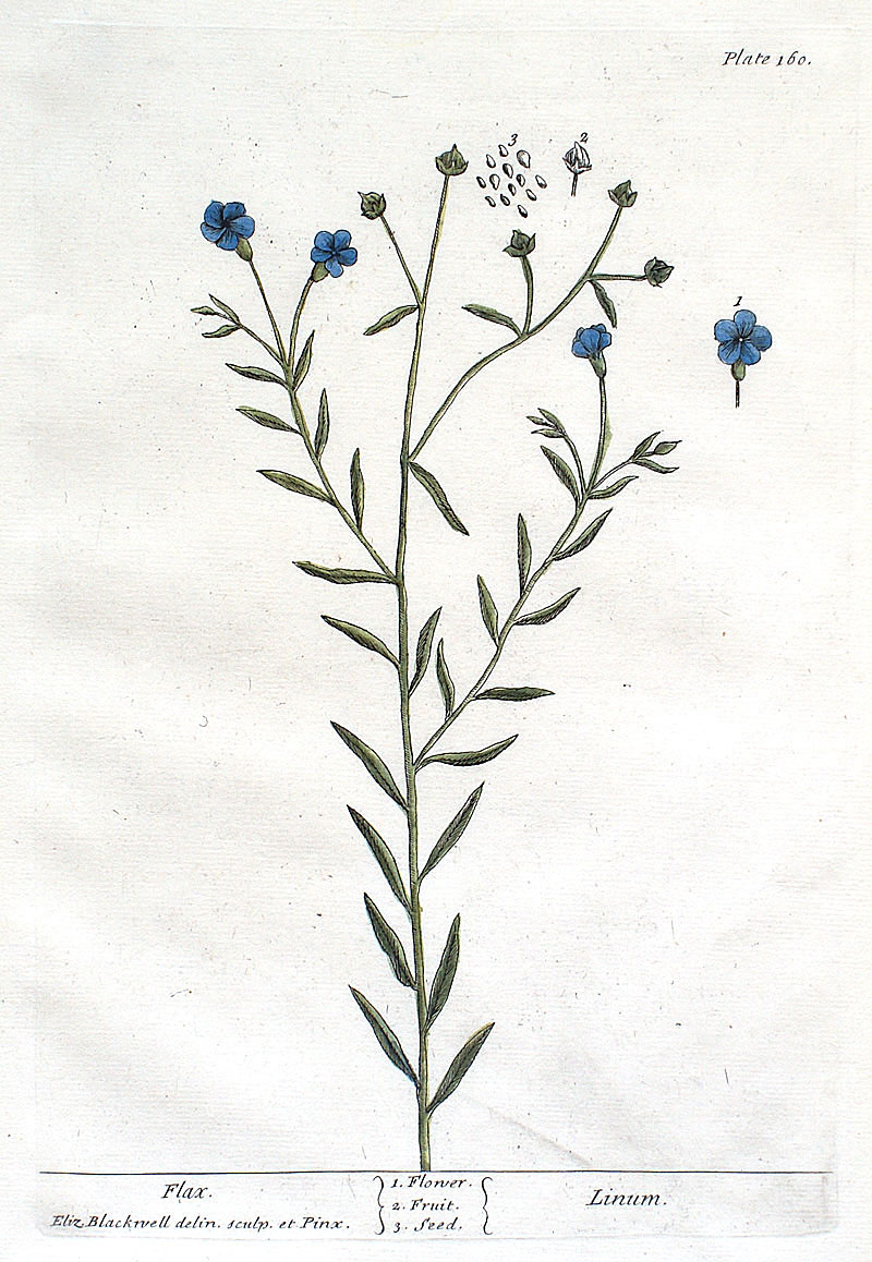 Elizabeth Blackwell - 1739 First Edition - Flax