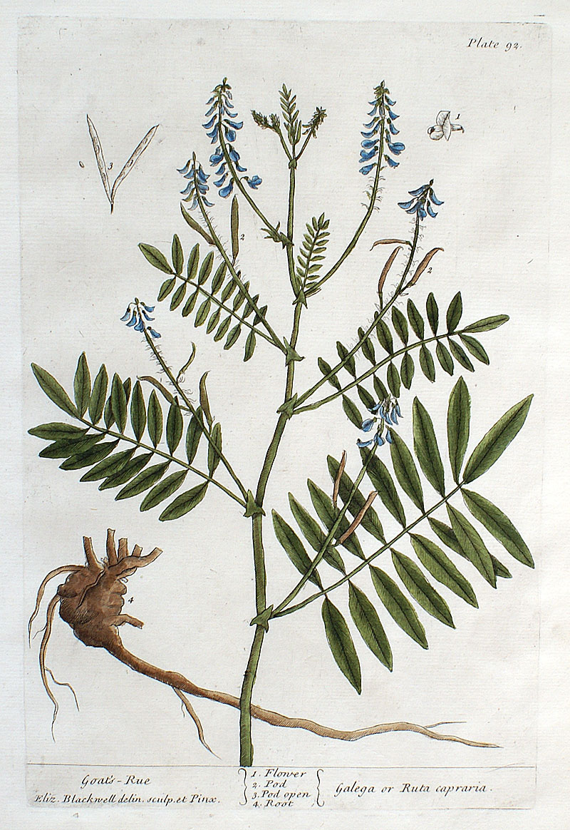 Elizabeth Blackwell - 1739 First Edition - Goat's-Rue