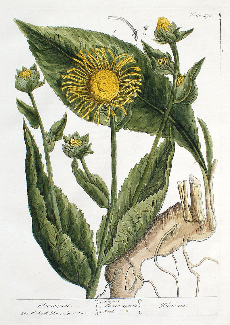 Elizabeth Blackwell - 1739 First Edition - Sneezeweed
