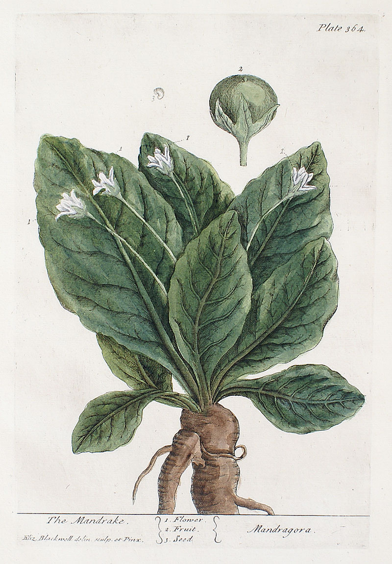 Elizabeth Blackwell - 1739 First Edition - Mandrake