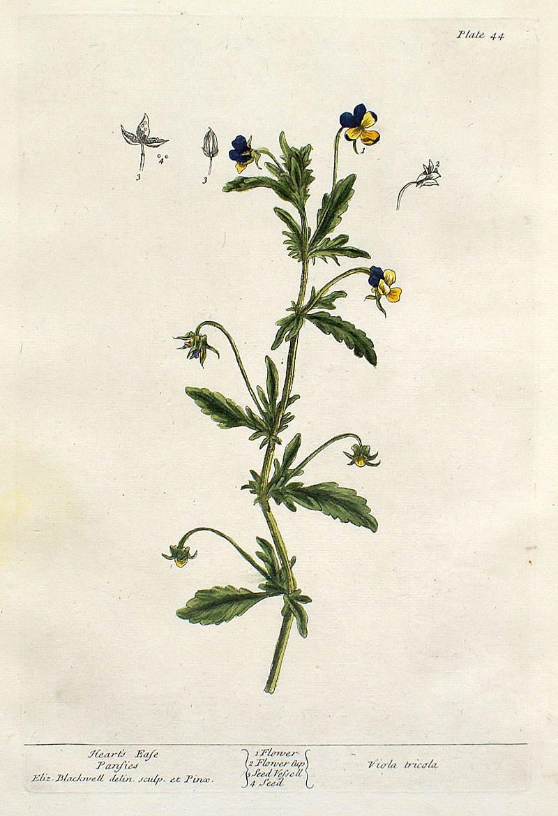 Elizabeth Blackwell - 1739 First Edition - Pansy, Garden Violet