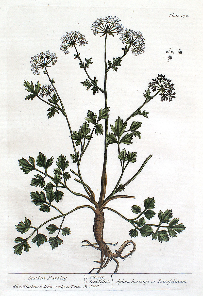 Elizabeth Blackwell - 1739 First Edition - Garden Parsley