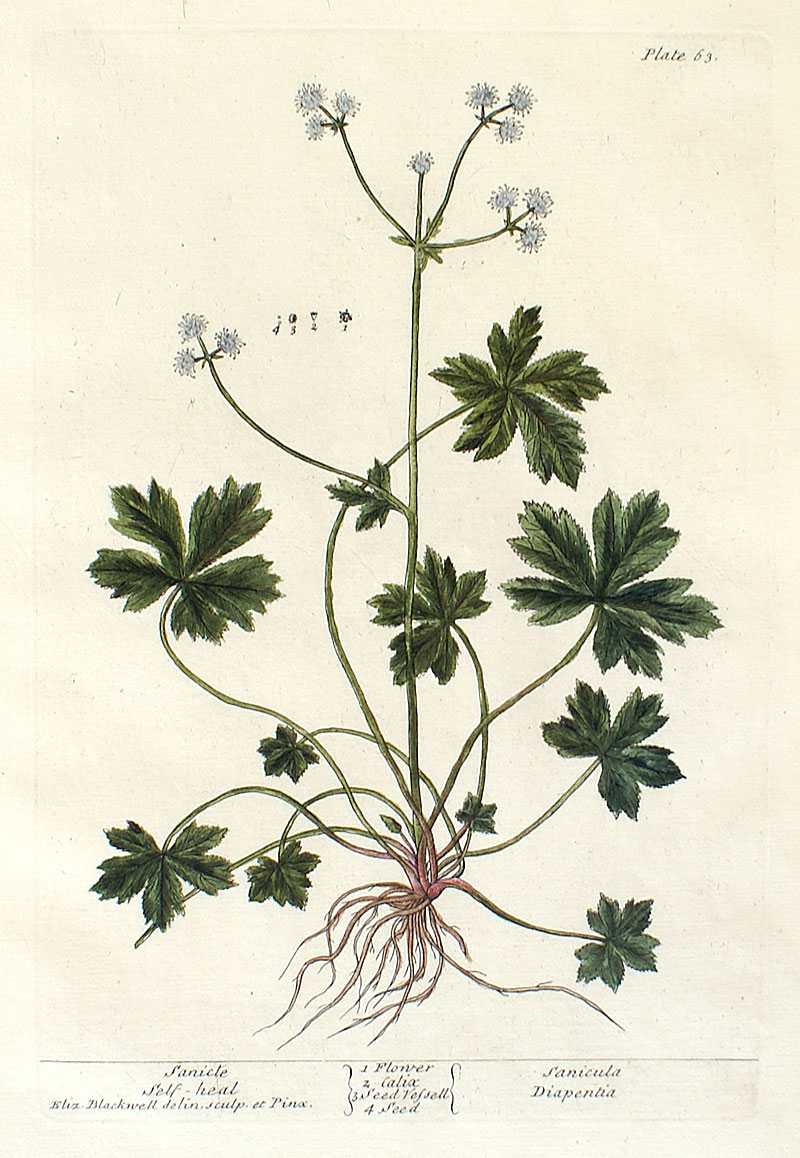 Elizabeth Blackwell - 1739 First Edition - Snakeroot