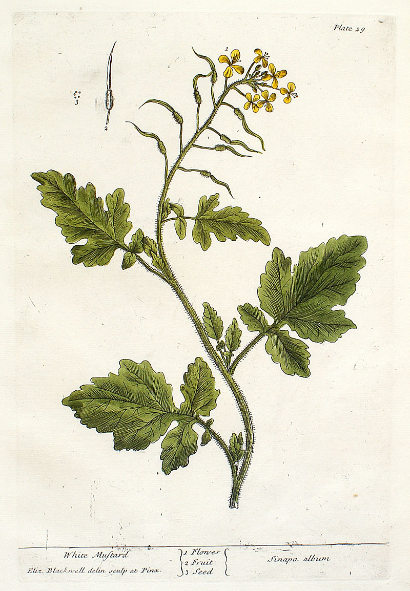 Elizabeth Blackwell - 1739 First Edition - White Mustard
