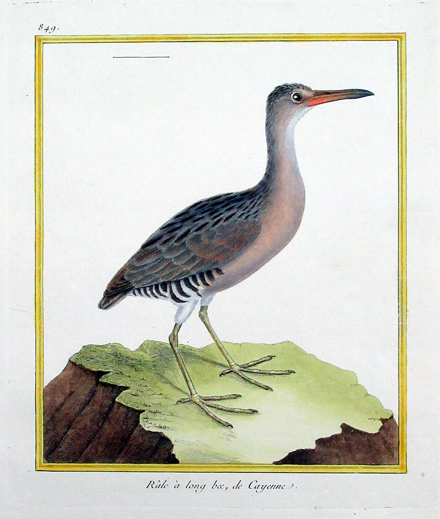 Martinet Long-beaked Rail c 1770-86