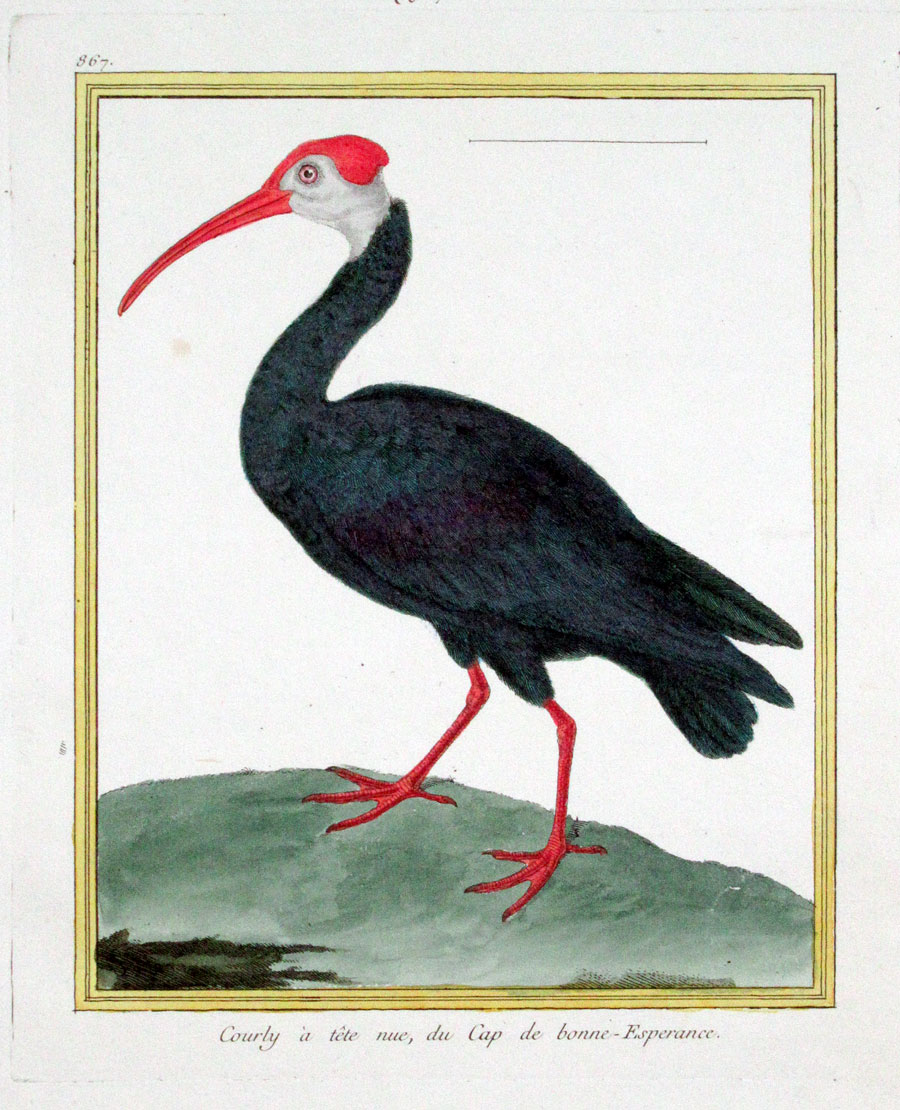 Martinet Ibis c 1770-86