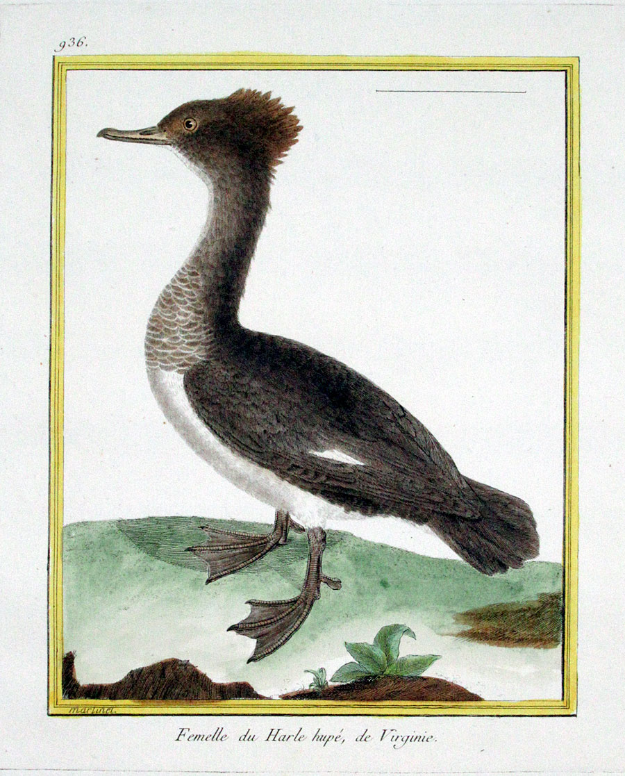 Martinet Tufted Merganser (female) c 1770-86