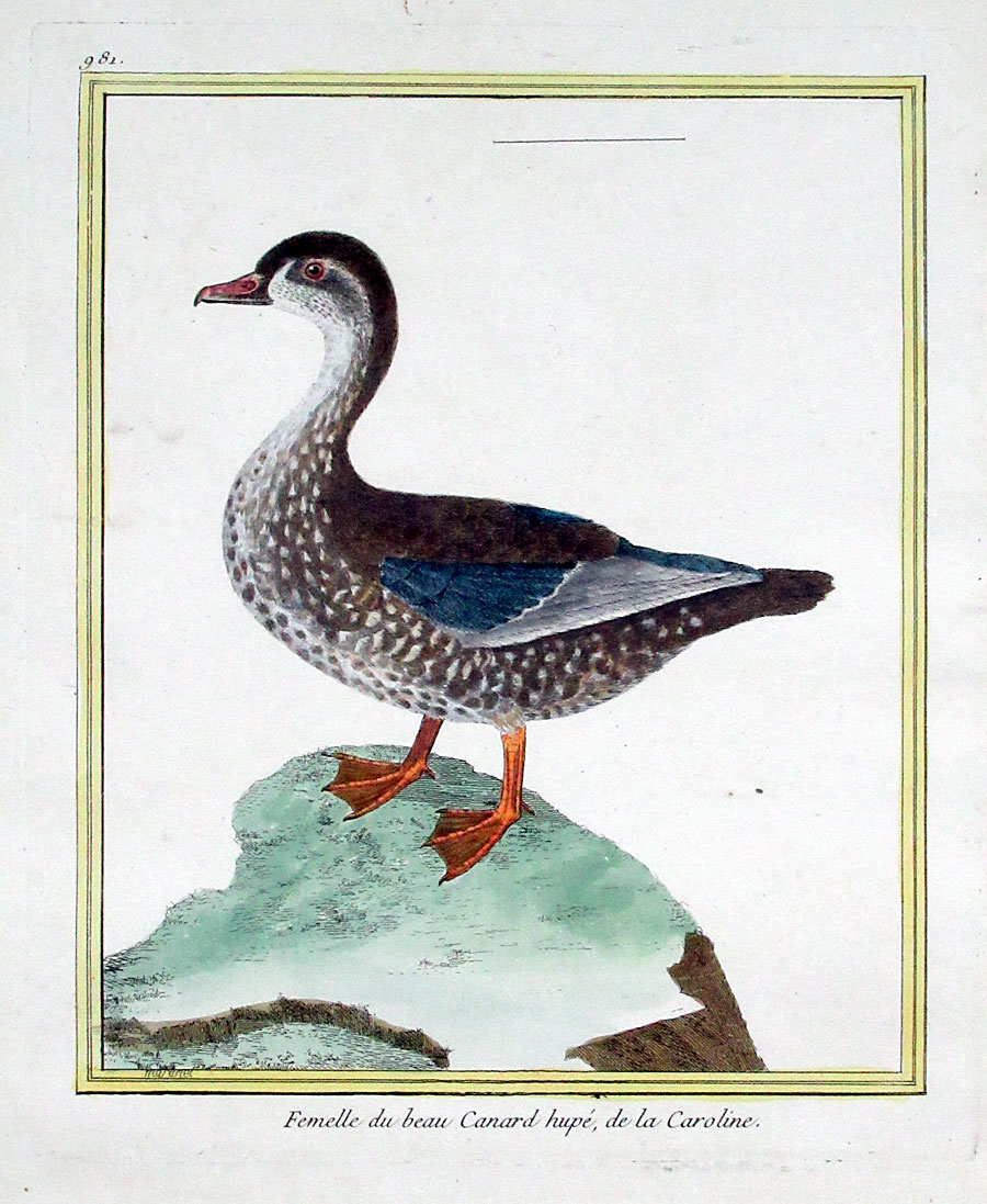 Martinet Wood Duck (female) c 1770-86