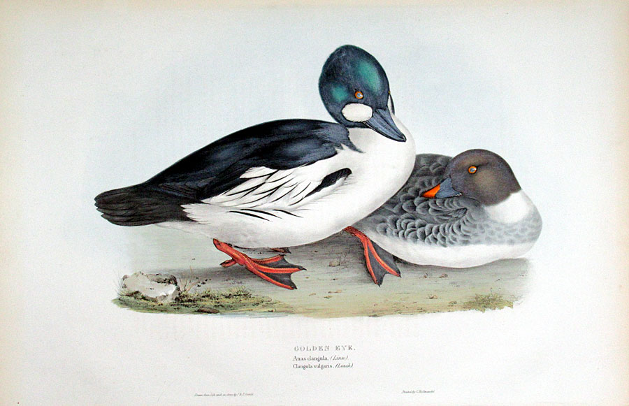 John Gould Golden Eye - Birds of Europe c 1832-37