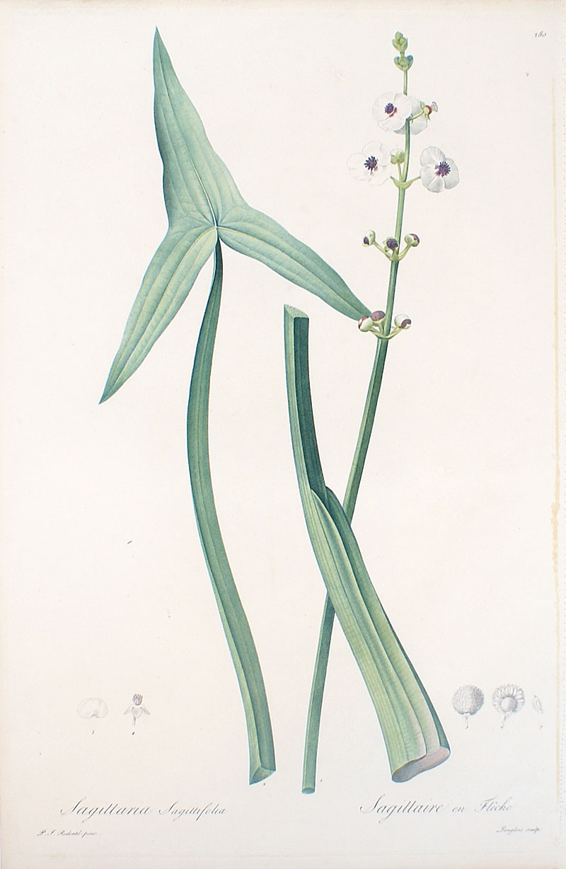 Redoute - Original Floral from Les Liliacees - Arrowhead