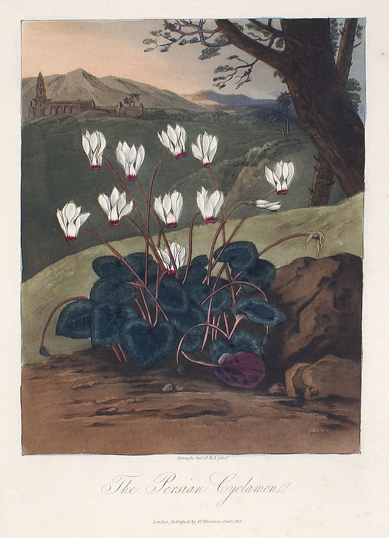 Thornton's Temple of Flora c. 1812 - Cyclamen