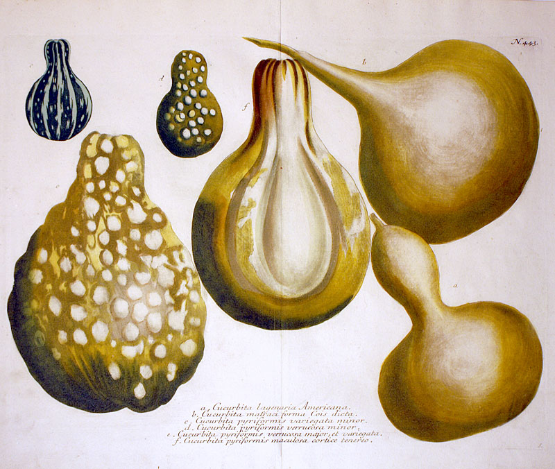 Weinmann Gourds - c 1737-45 - Original mezzotint