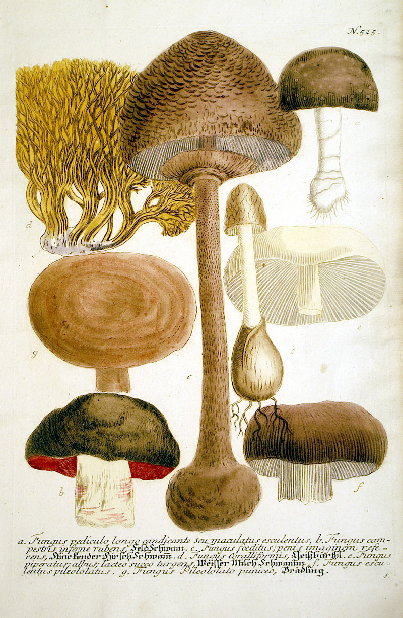 Weinmann Mushrooms - c 1737-45 - original mezzotint