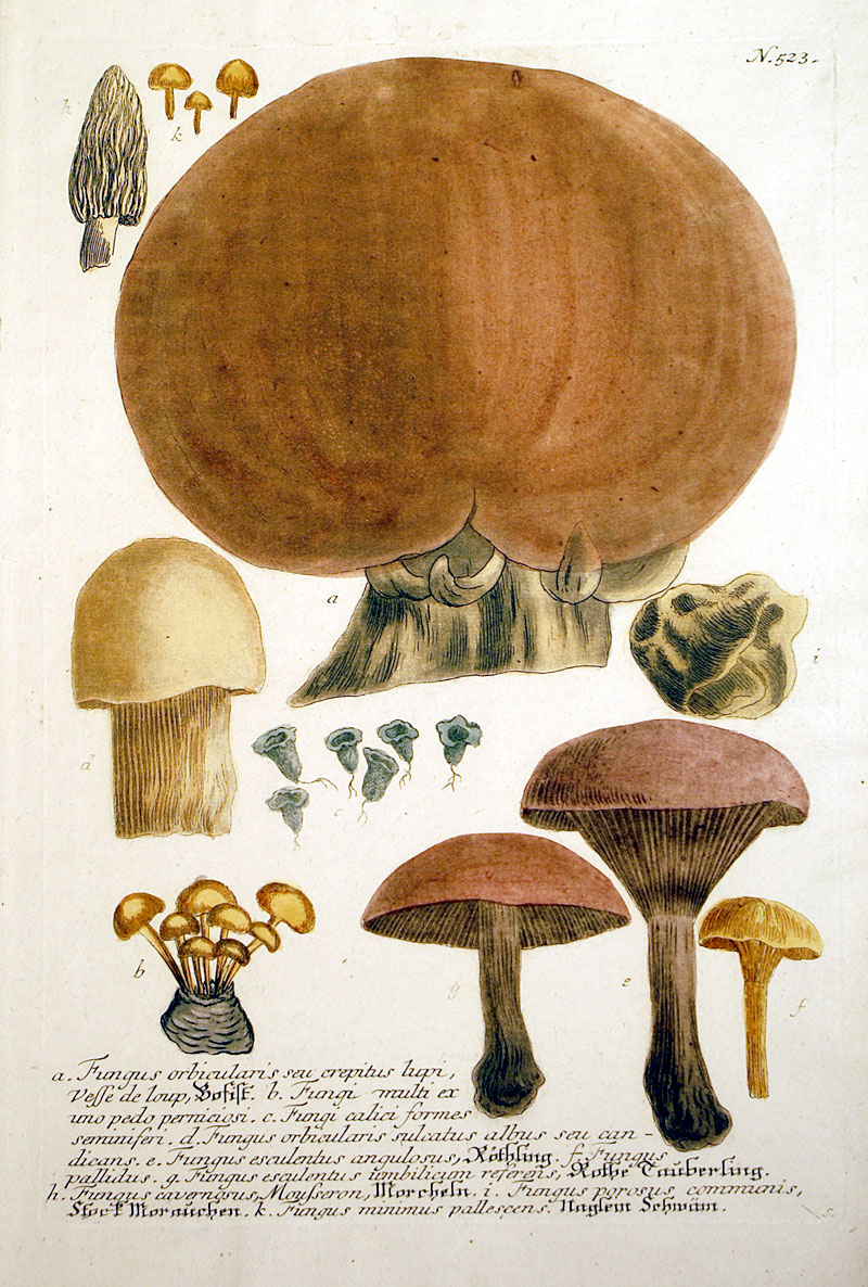 Weinmann Mushrooms - c 1737-45 - original mezzotint