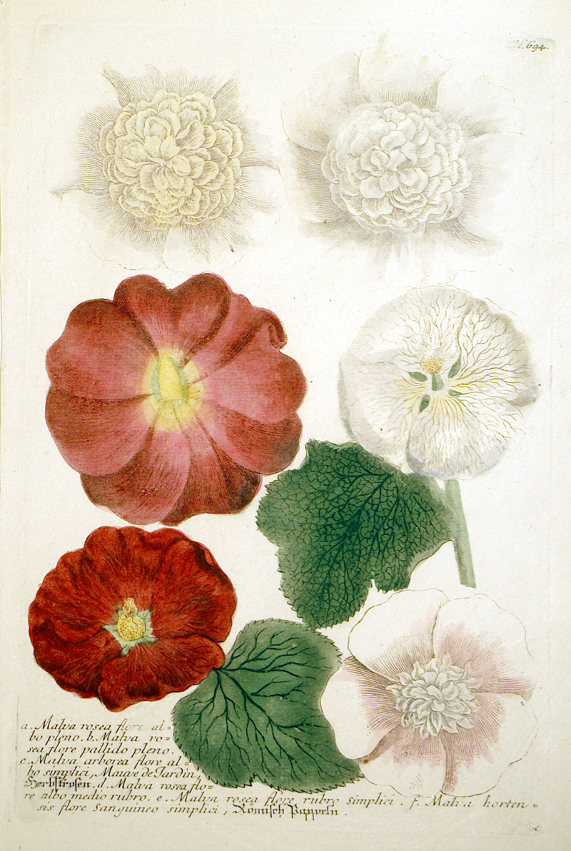 Weinmann Rose Mallows - c 1737-45 original mezzotint