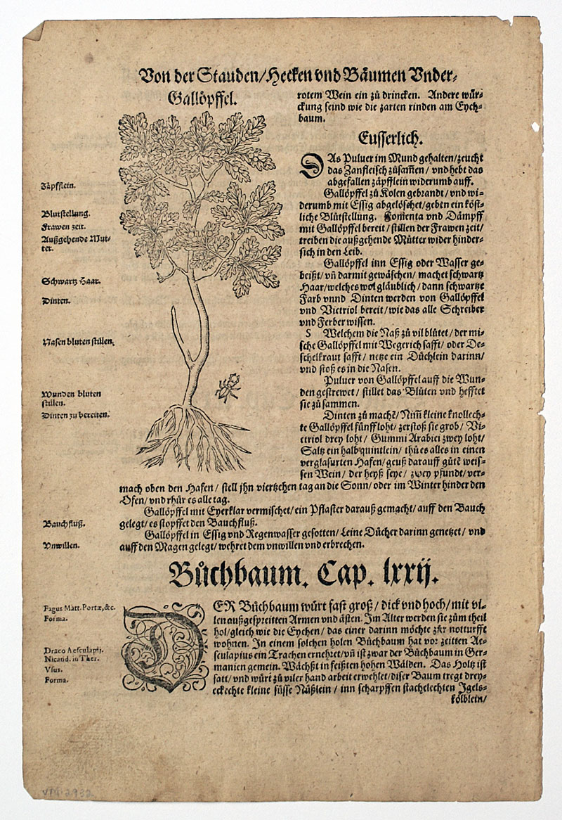 c 1546 H Bock 1st Edition - Gall-nut or Oak-apple