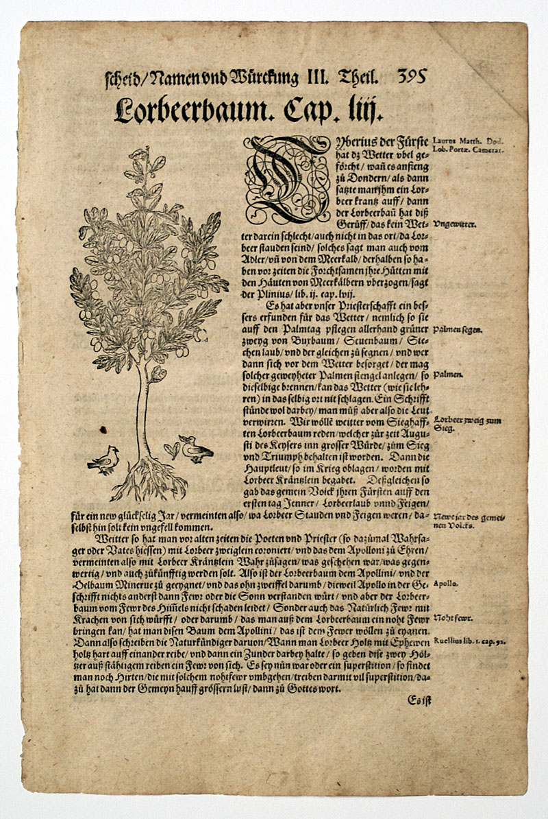H Bock c. 1546 1st Edition -  Laurel Tree with 2 Birds!