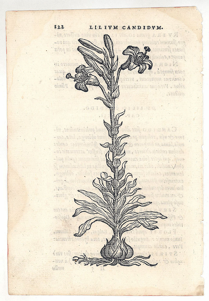 1569 Woodcut ,Lily - R Dodoens, Antwerp