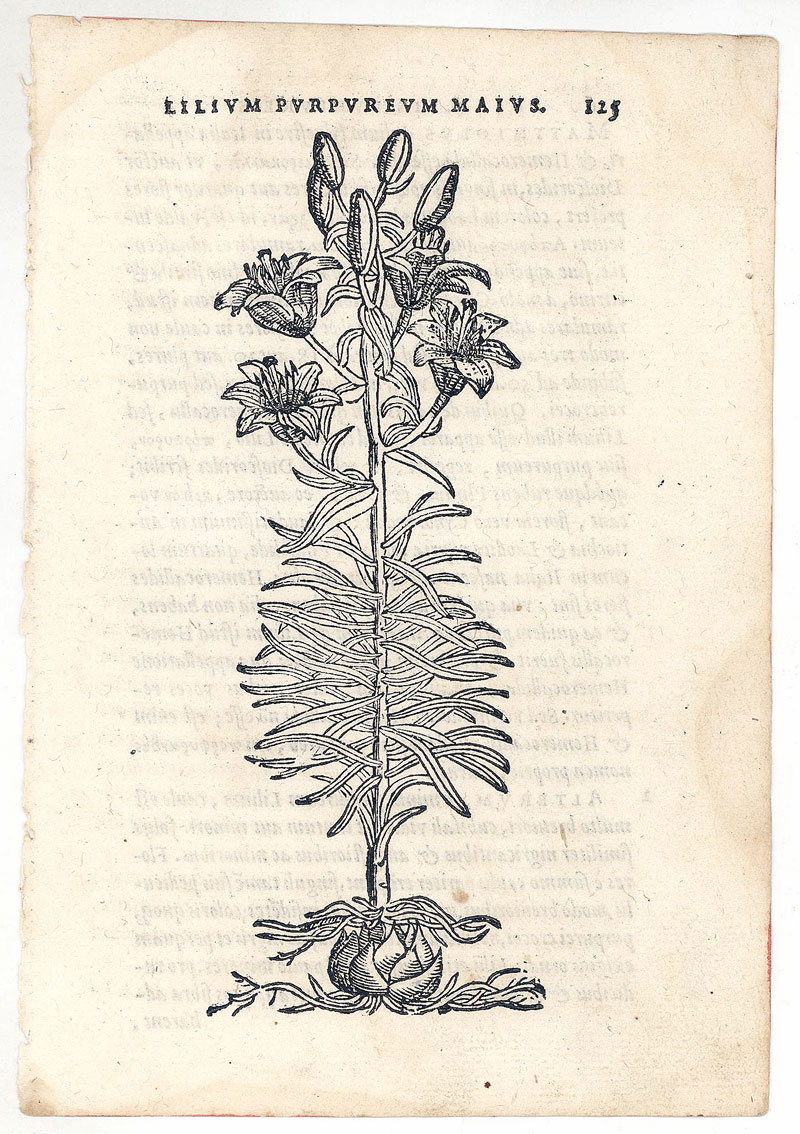 c 1569 Woodcut - Lily - R Dodoens, Antwerp