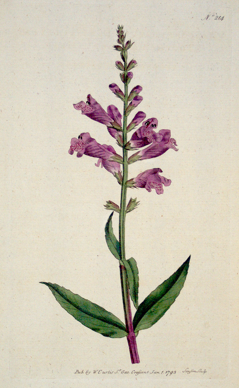 Curtis Botanical Engraving - 1793 - Toothed Dragon's Head