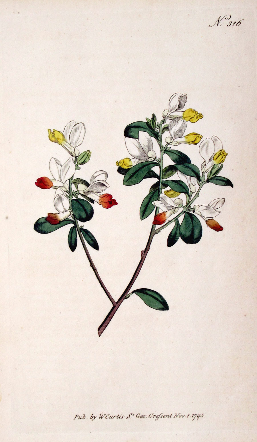 Curtis Botanical Engraving - 1795 - Milkwort
