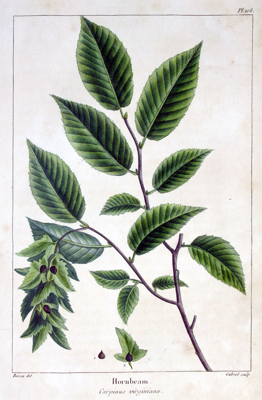 American Tree Leaves - 1857 - Michaux - Hornbeam