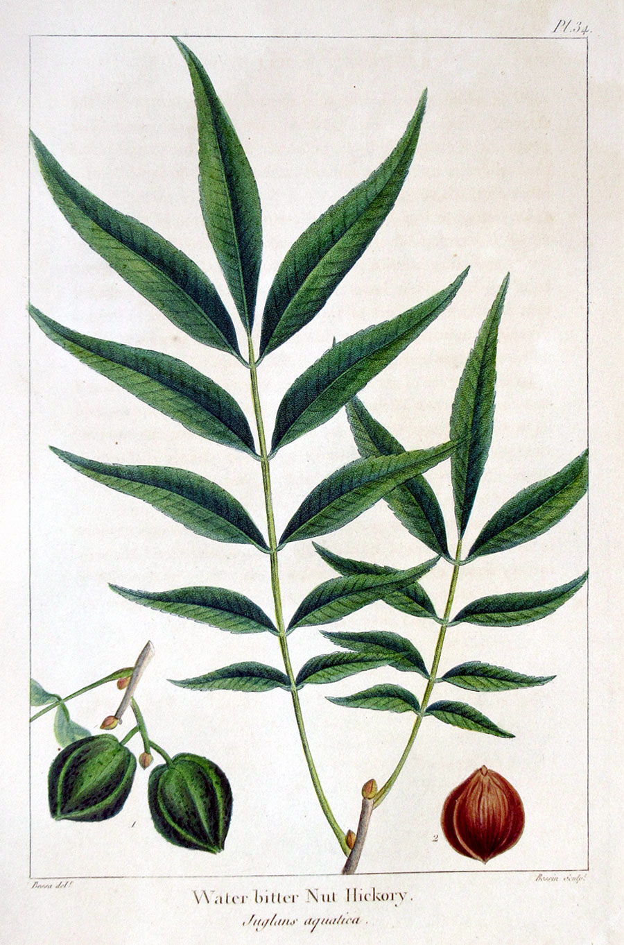 American Tree Leaves - 1857 - Michaux - Hickory