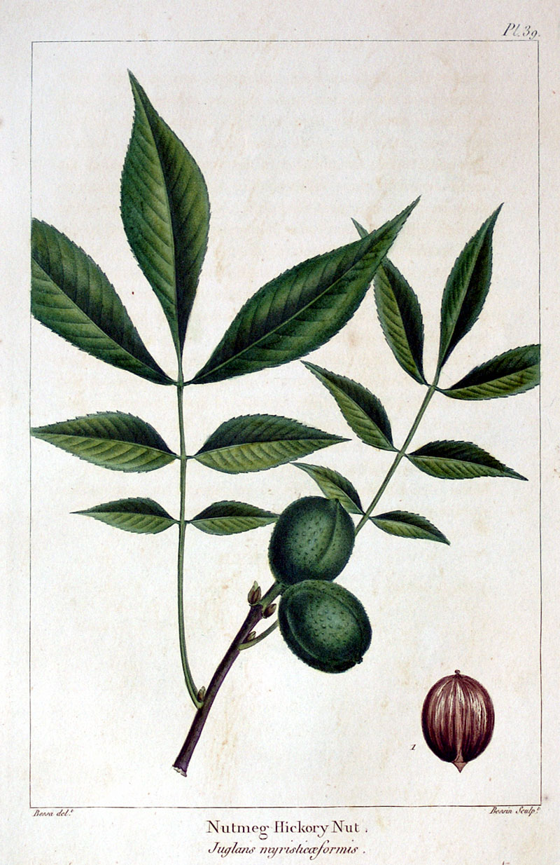American Tree Leaves - 1857 - Michaux - Nutmeg Hickory Nut