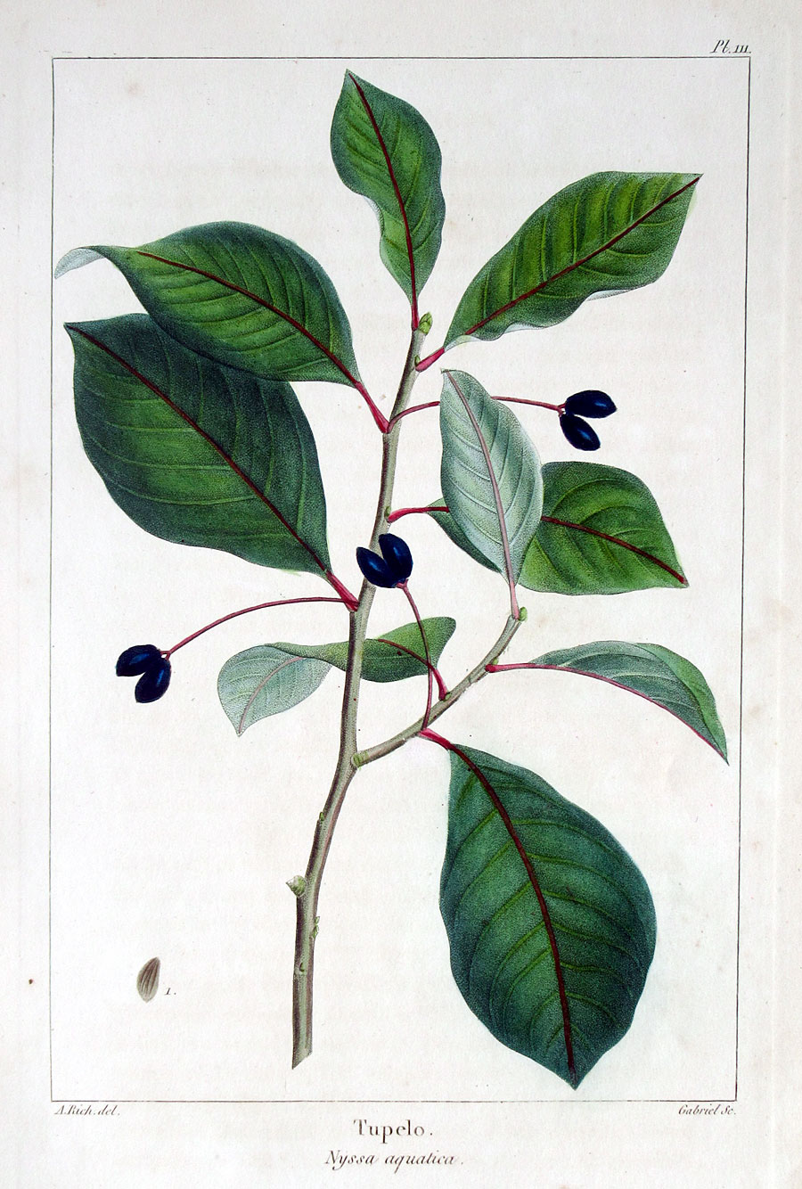 American Tree Leaves - 1857 - Michaux - Tupelo