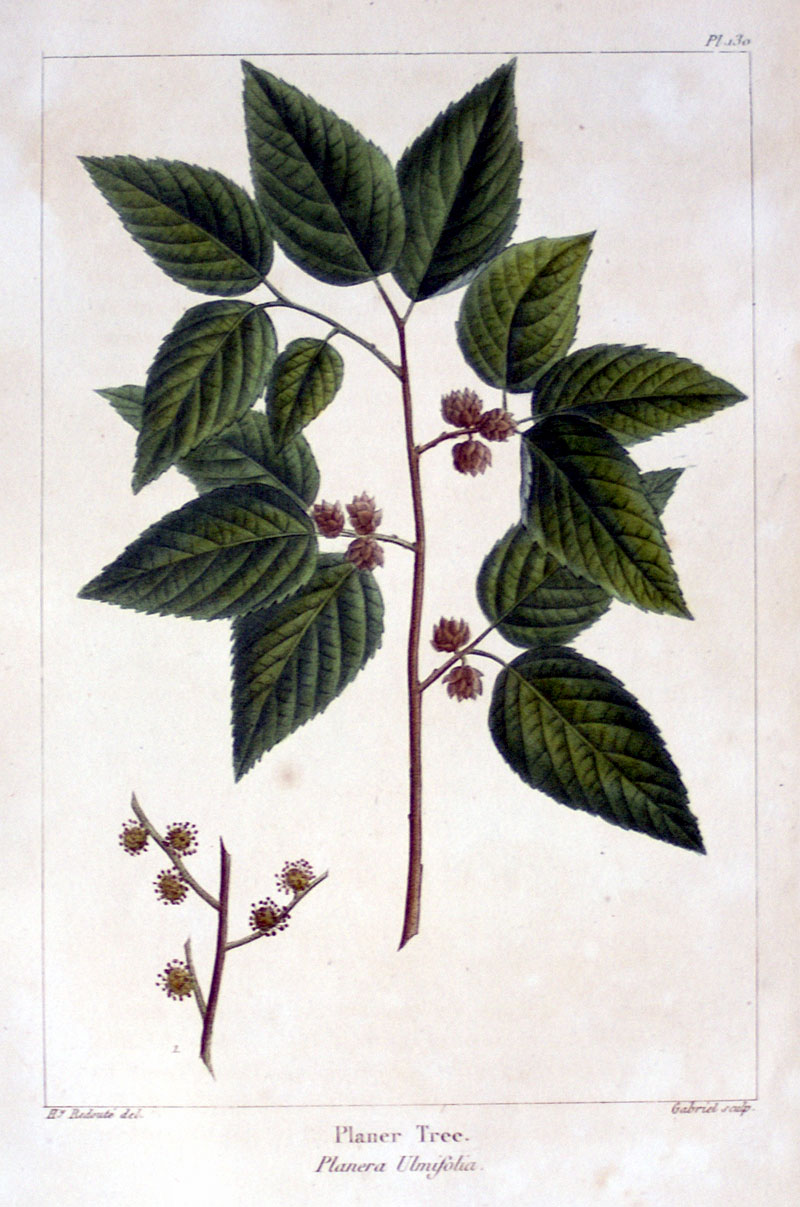 American Tree Leaves - 1857 - Michaux - Planer Tree